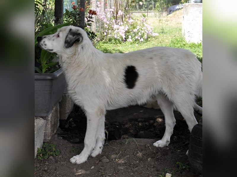 Orestes- griech. Hirtenhund-Mischling- sucht ein Zuhause