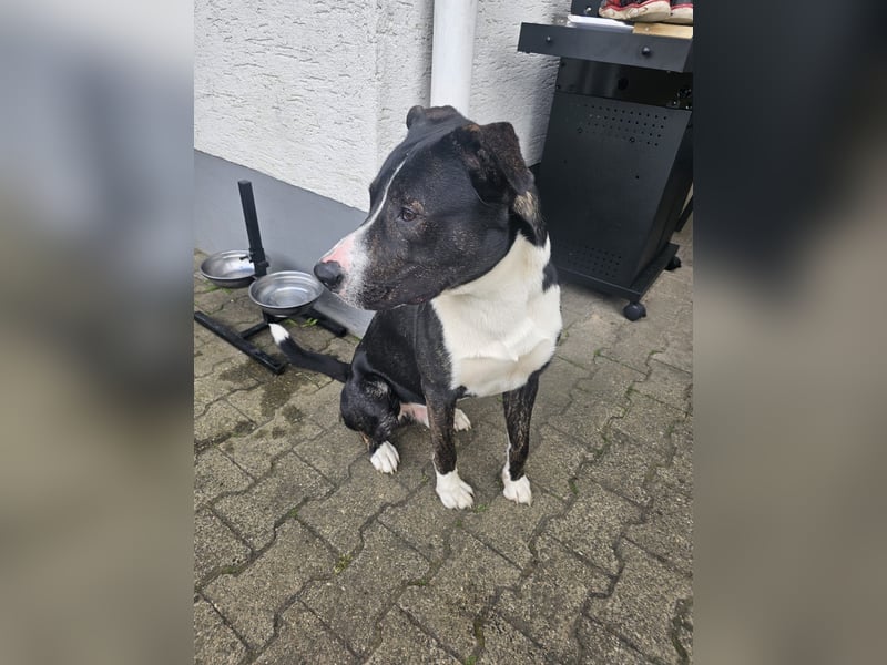 Balou verliert unverschuldet sein Zuhause.Traumhund sucht….