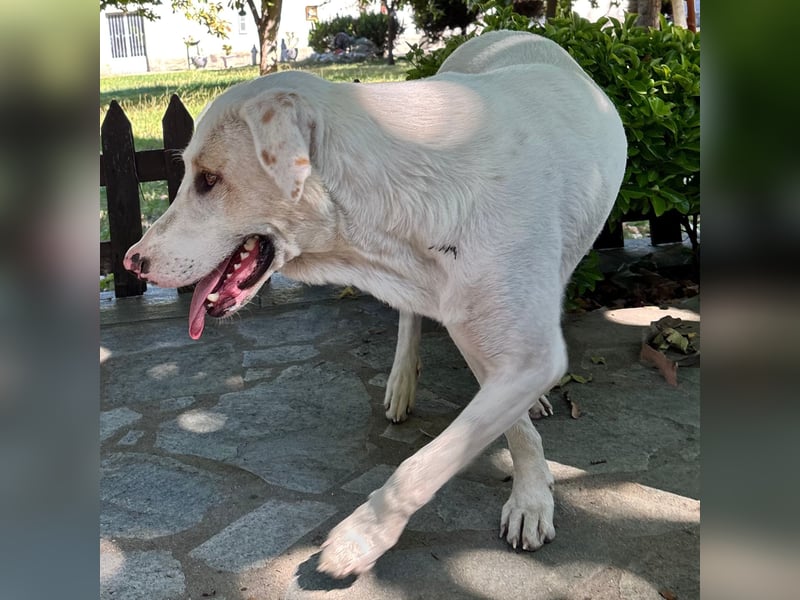 Lakis- Mischling sucht ein Zuhause / eine Pflegestelle