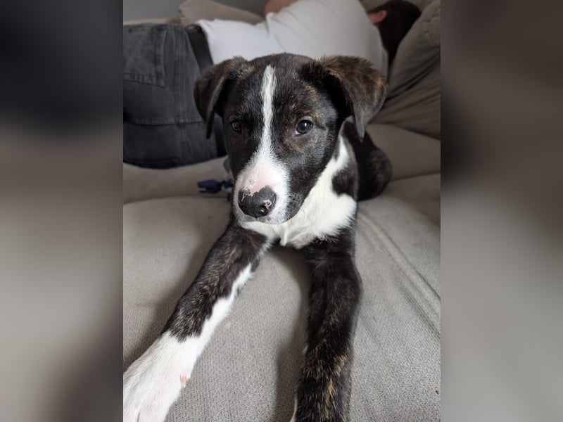 Balou verliert unverschuldet sein Zuhause.Traumhund sucht….