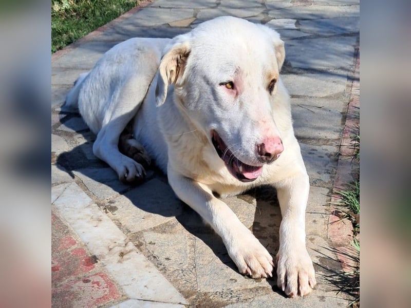 Lakis- Mischling sucht ein Zuhause / eine Pflegestelle