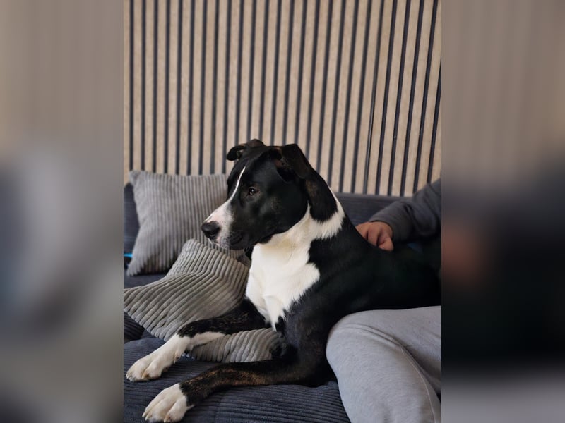Balou verliert unverschuldet sein Zuhause.Traumhund sucht….
