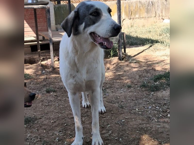 Arianna sucht ein Zuhause / eine Pflegestelle