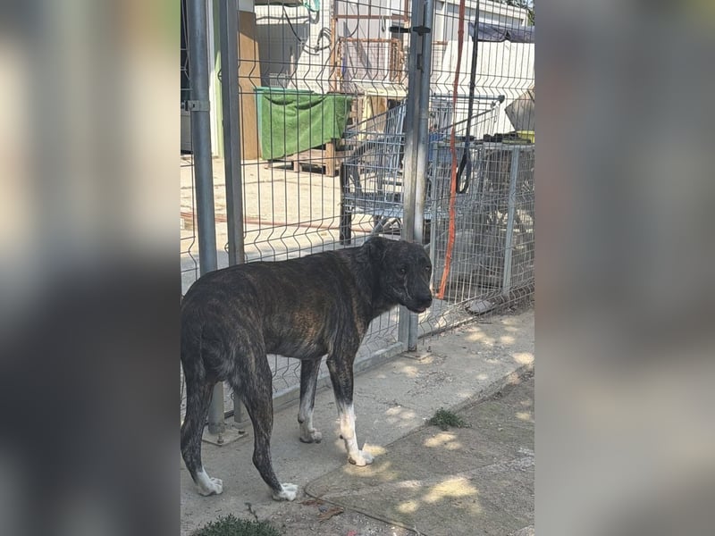 Franklin,  wunderhübsch sucht aktive Menschen