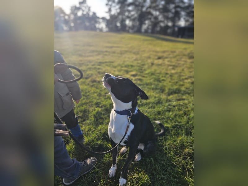 Balou verliert unverschuldet sein Zuhause.Traumhund sucht….