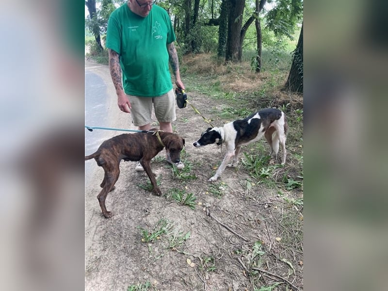 Jadviga, freundliche Seniorin sucht Traumzuhause