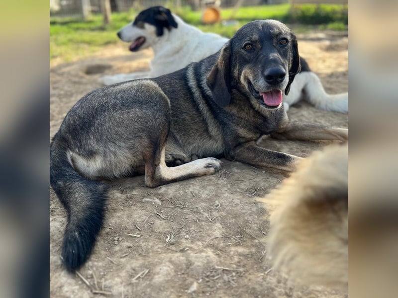 Nala- sucht ein Zuhause/eine Pflegestelle