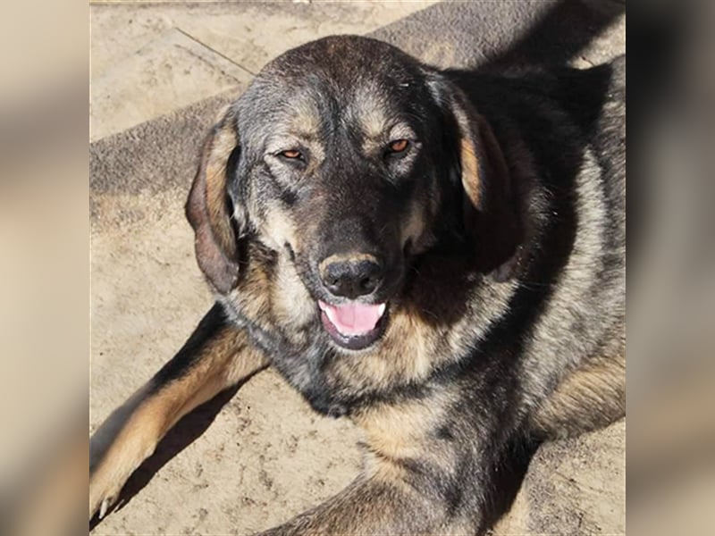 Nala- Herdenschutzhund-Mischling