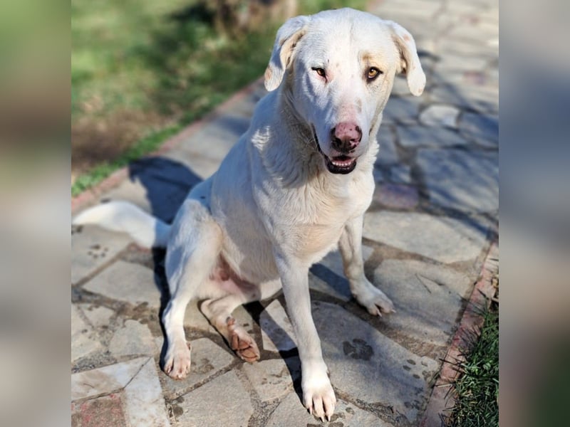 Lakis- Mischling sucht ein Zuhause / eine Pflegestelle