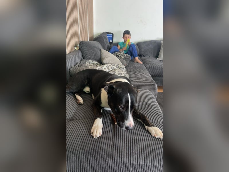 Balou verliert unverschuldet sein Zuhause.Traumhund sucht….