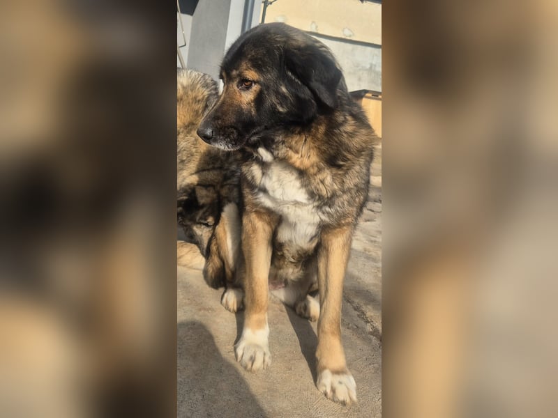 Boya - sanfte Riesin sucht einfach nur Liebe