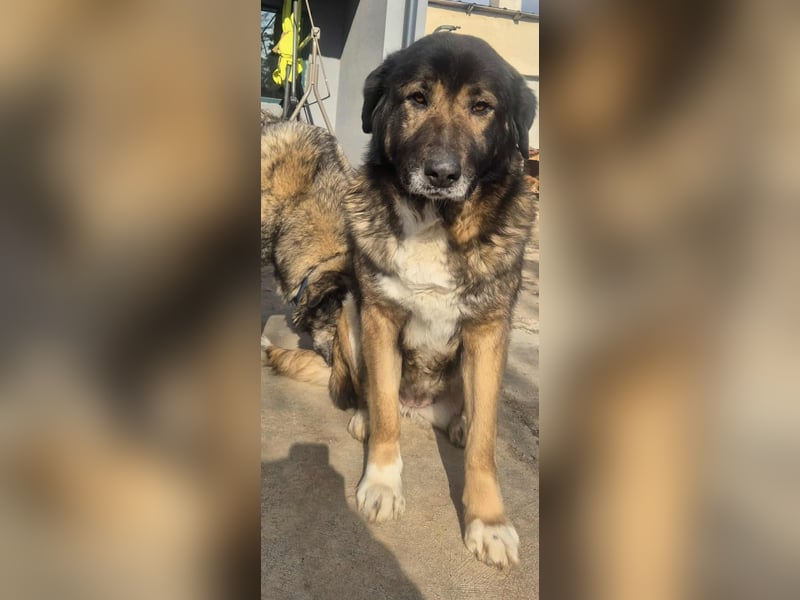 Boya - sanfte Riesin sucht einfach nur Liebe