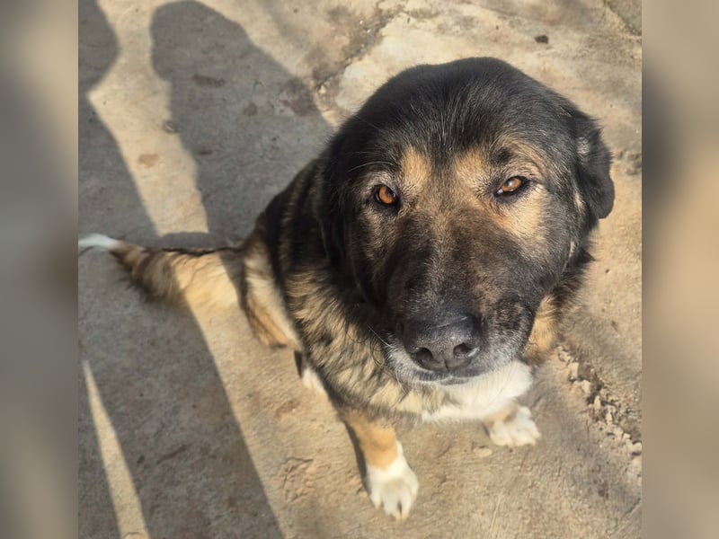 Boya - sanfte Riesin sucht einfach nur Liebe