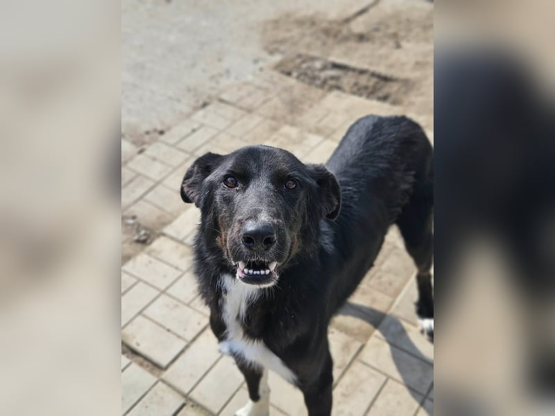 Casper II - großer lebensfroher Jungspund sucht aktive Menschen