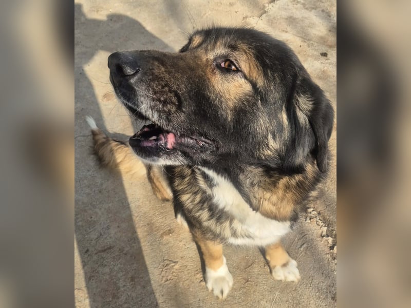 Boya - sanfte Riesin sucht einfach nur Liebe