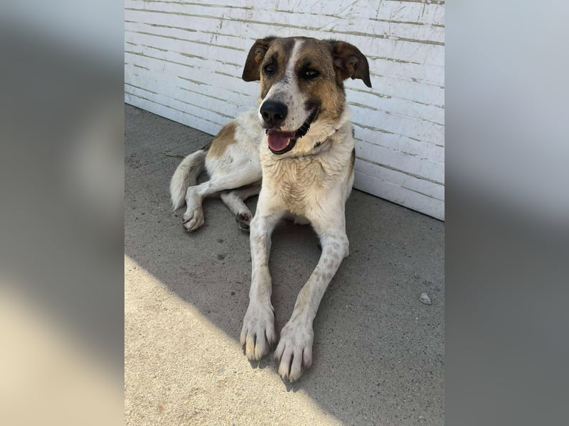 Cheshi – wer schenkt diesem besonderen Hund endlich Sicherheit?