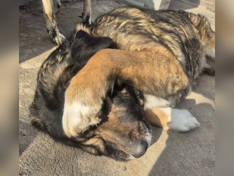 Boya - sanfte Riesin sucht einfach nur Liebe