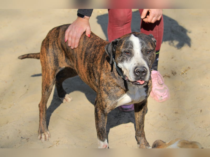 Bullet sucht Aktion!