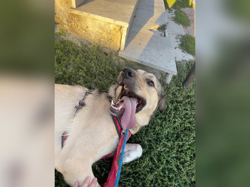 Romeo wünscht sich ein für immer Zuhause