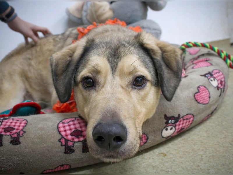 Romeo wünscht sich ein für immer Zuhause