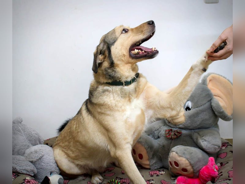 Romeo wünscht sich ein für immer Zuhause