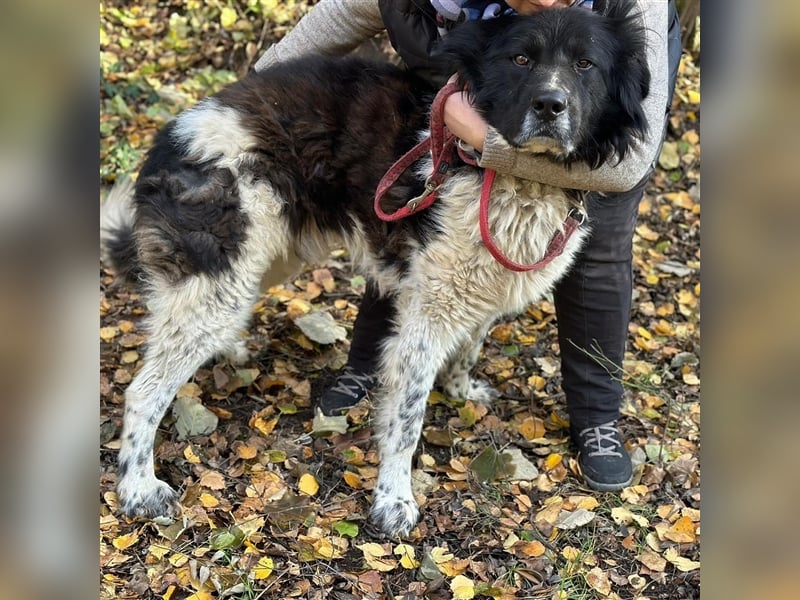 PETKO (*2018) sucht ein liebevolles Zuhause