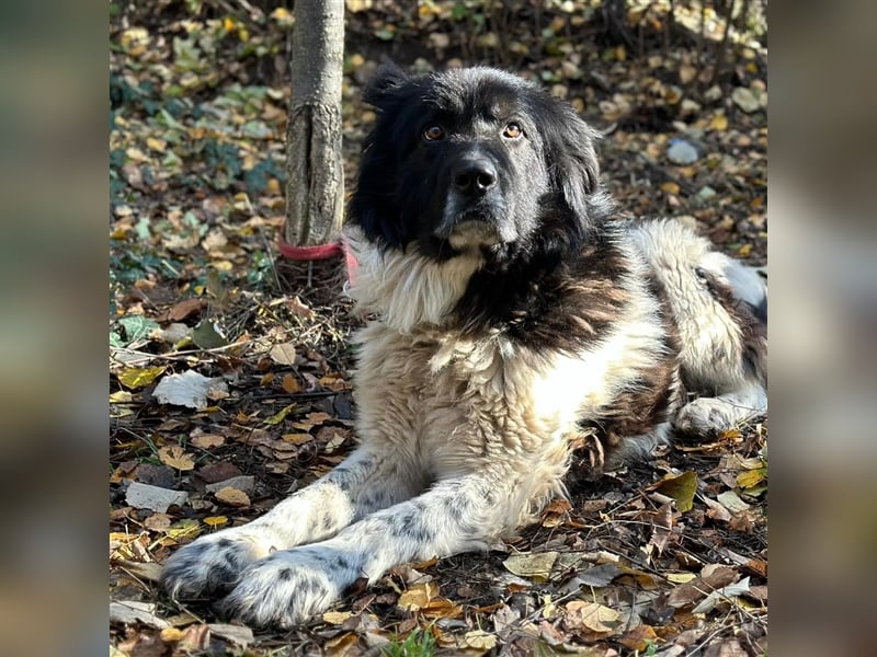 PETKO (*2018) sucht ein liebevolles Zuhause