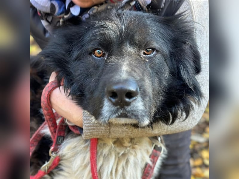 PETKO (*2018) sucht ein liebevolles Zuhause