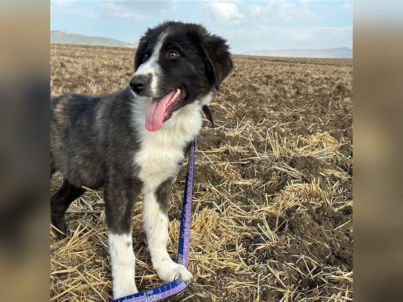 KAMARAN (*04.2023) sucht ein liebevolles Zuhause