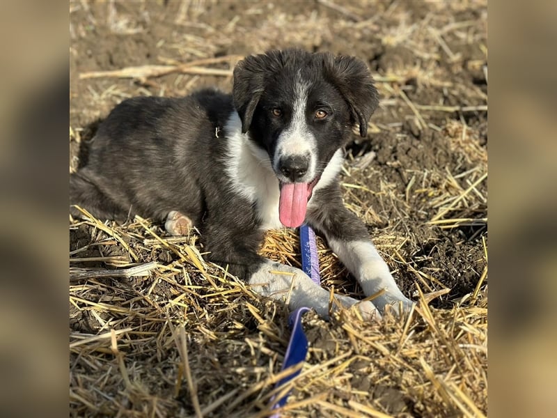 KAMARAN (*04.2023) sucht ein liebevolles Zuhause