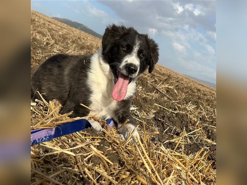 KAMARAN (*04.2023) sucht ein liebevolles Zuhause