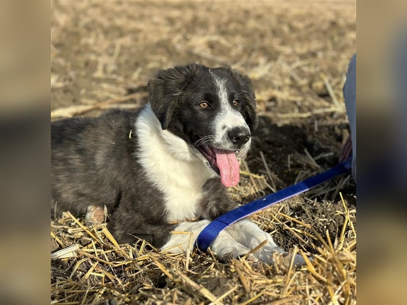 KAMARAN (*04.2023) sucht ein liebevolles Zuhause