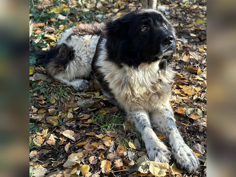 PETKO (*2018) sucht ein liebevolles Zuhause