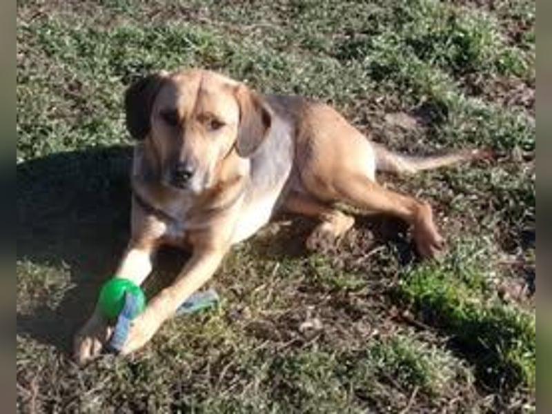 DIXON ❤  sucht Zuhause oder Pflegestelle