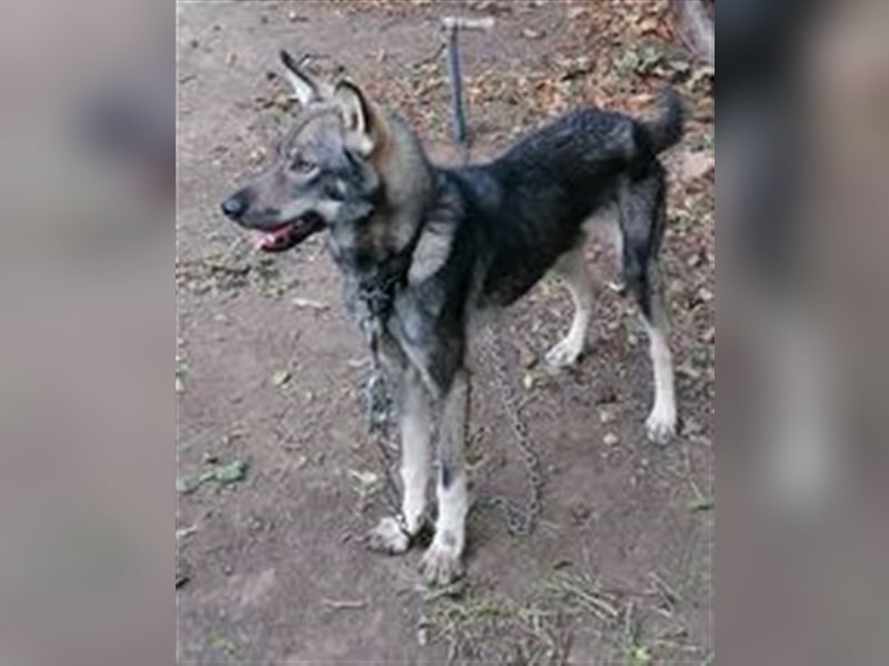 ARTO ❤ sucht Zuhause oder Pflegestelle