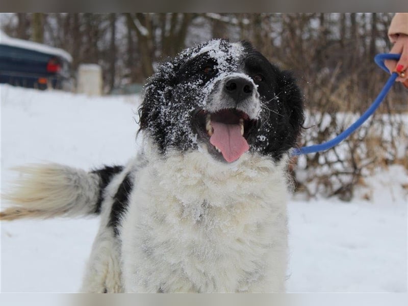 DINGO ❤ EILIG!  sucht Zuhause oder Pflegestelle