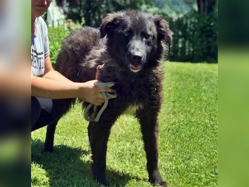 MIKA - sucht ein Zuhause