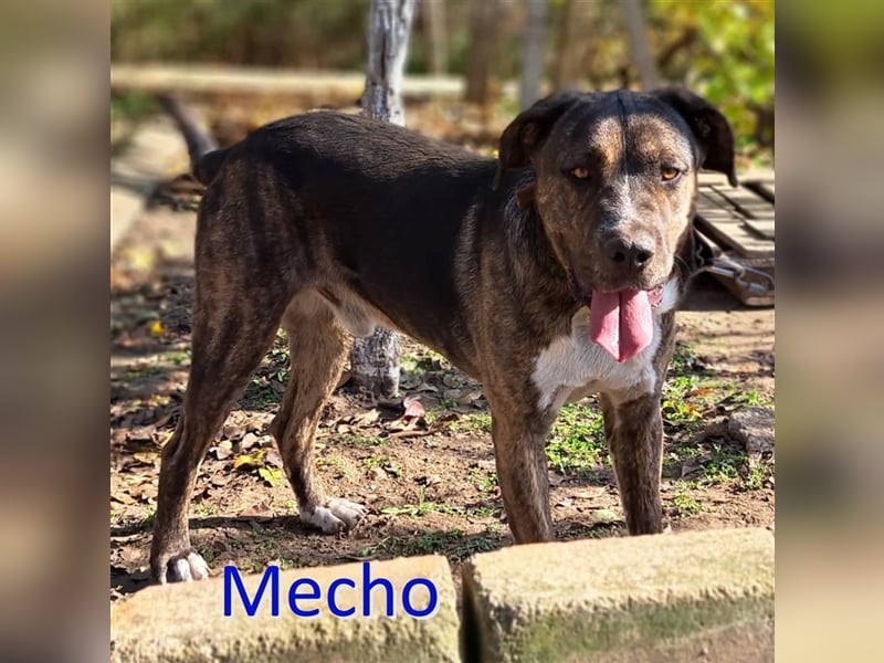 MECHO ❤ sucht Zuhause oder Pflegestelle