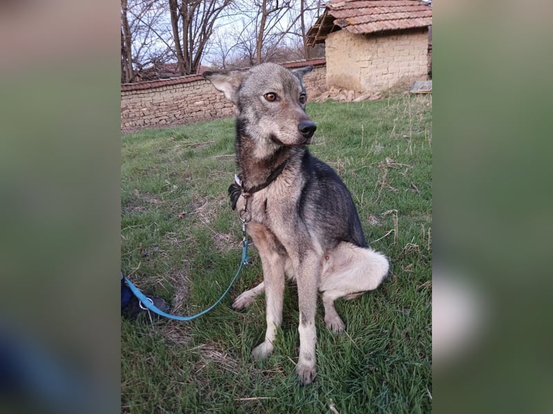 ARTO ❤ sucht Zuhause oder Pflegestelle