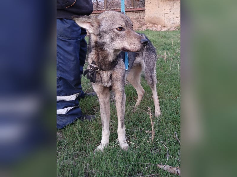 ARTO ❤ sucht Zuhause oder Pflegestelle