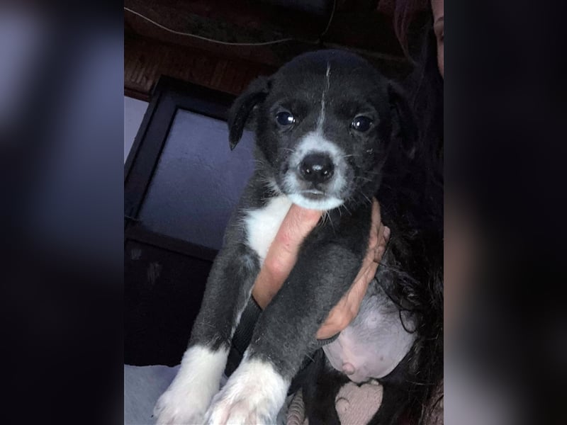 PITAR ❤ sucht Zuhause oder Pflegestelle