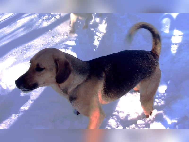 DIXON ❤  sucht Zuhause oder Pflegestelle