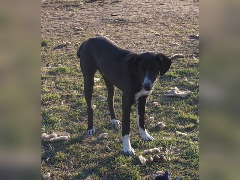 PITAR ❤ sucht Zuhause oder Pflegestelle