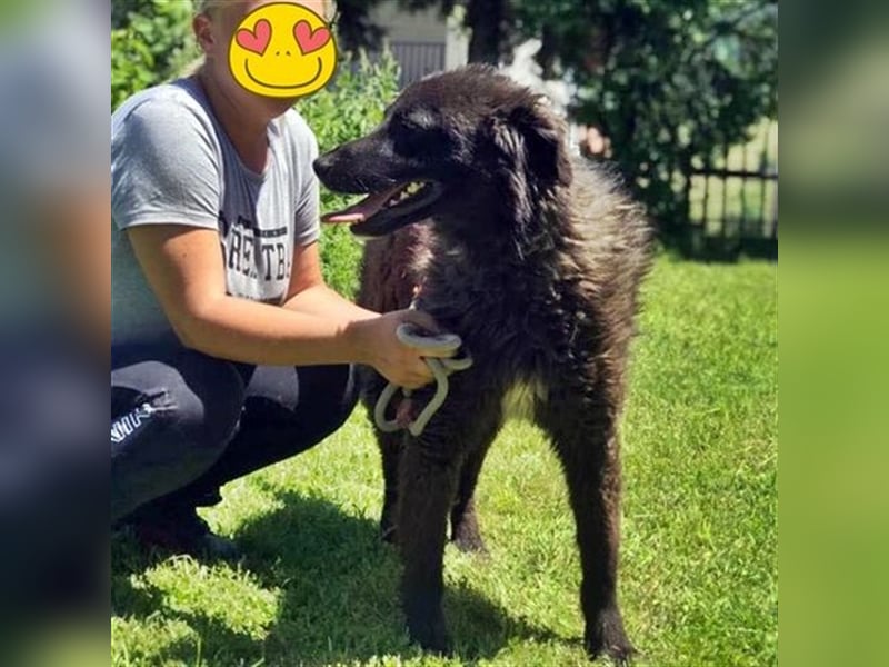 MIKA - sucht ein Zuhause