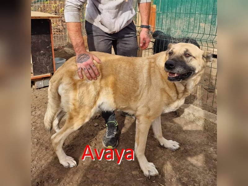 AVAYA ❤ EILIG! sucht Zuhause oder Pflegestelle