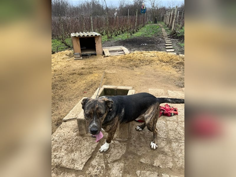 MECHO ❤ sucht Zuhause oder Pflegestelle