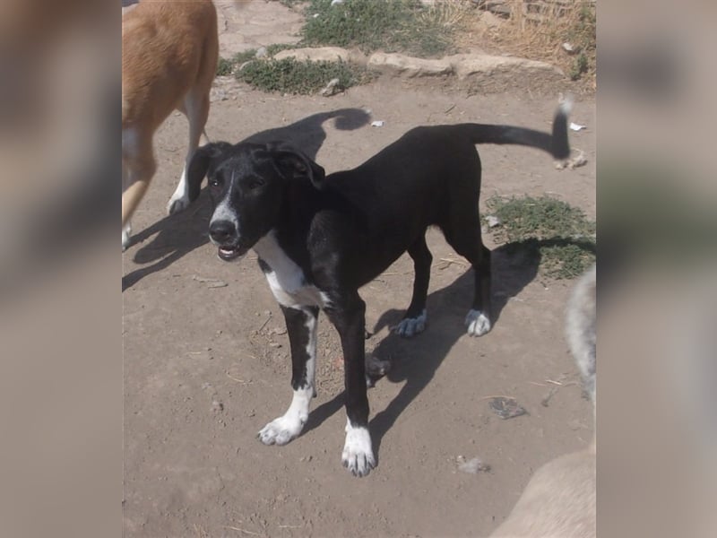 PITAR ❤ sucht Zuhause oder Pflegestelle