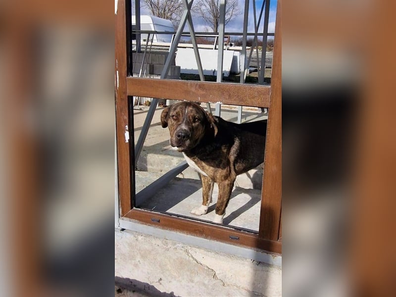 MECHO ❤ sucht Zuhause oder Pflegestelle