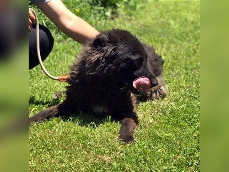 MIKA - sucht ein Zuhause