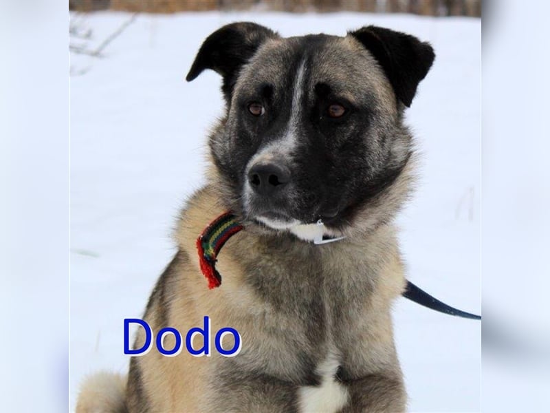 DODO ❤ EILIG!  sucht Zuhause oder Pflegestelle